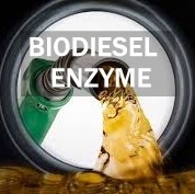 Хорошая цена. Тропы липида энзима липазы деятельности при продукции биодизеля метаболически онлайн